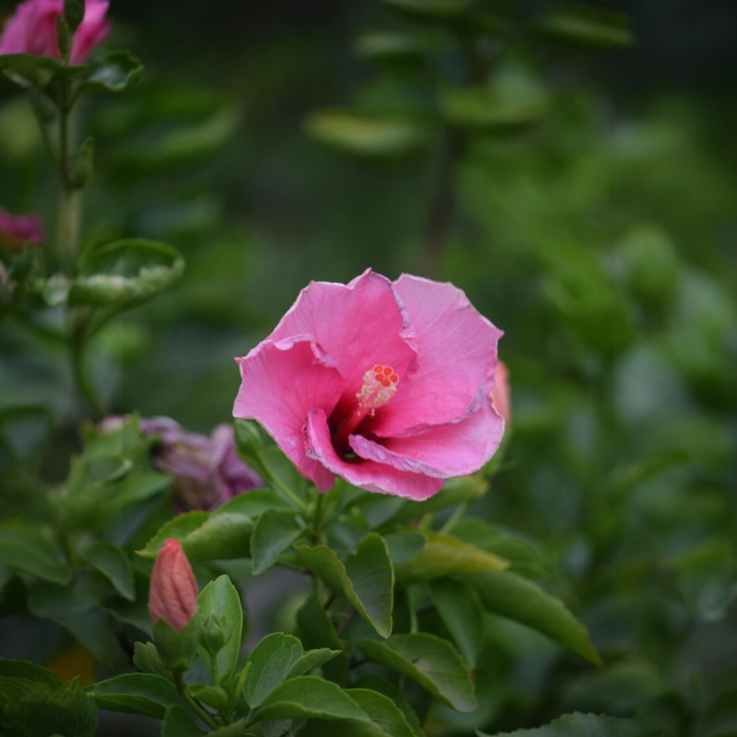 Pink Colour Hibiscus/Gudhal/Jasut/Joba/Jasuva Flower Live Plant for Home and Office Garden